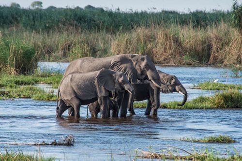 Three elephants in the water of the Okavango Delta